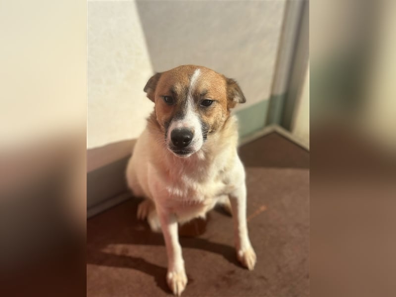 Adel – für Menschen, die lieber einen Hund richtig lieben als zwei halb“