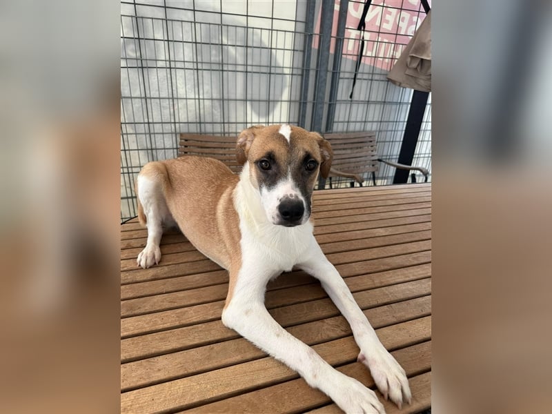 Die liebenswerte BOUNTY sucht ihr Zuhause!