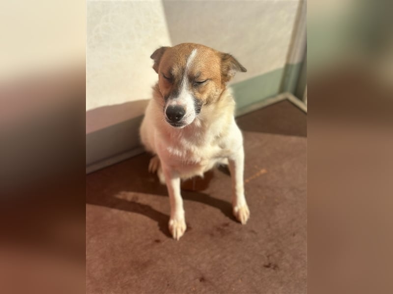 Adel – für Menschen, die lieber einen Hund richtig lieben als zwei halb“
