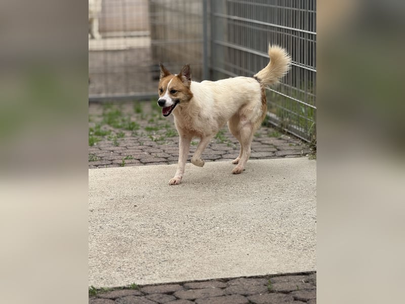 Adel – für Menschen, die lieber einen Hund richtig lieben als zwei halb“
