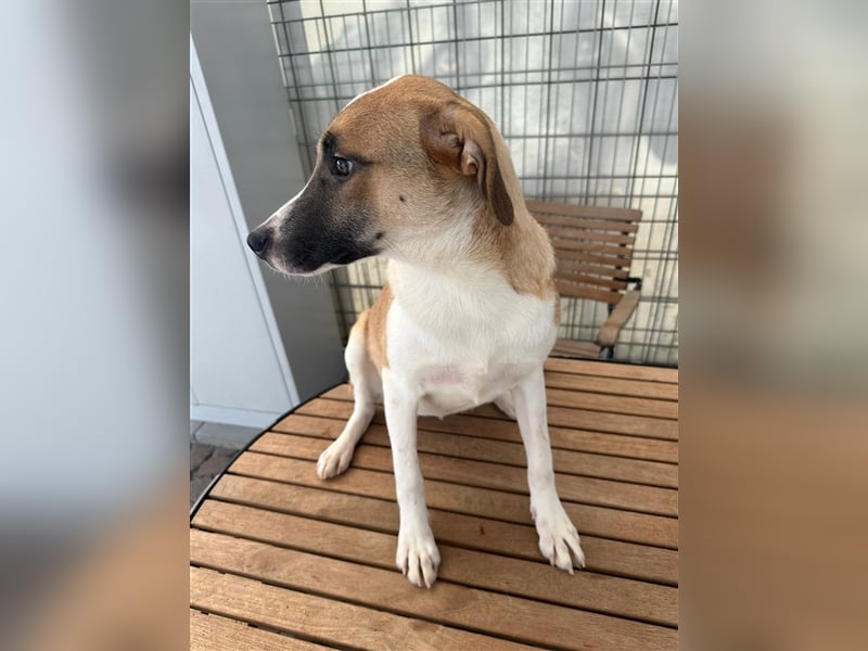 Die liebenswerte BOUNTY sucht ihr Zuhause!