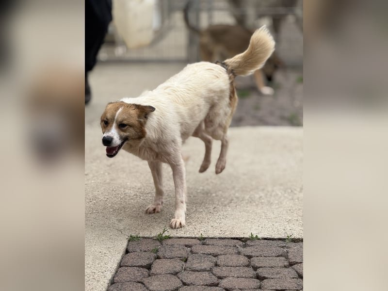 Adel – für Menschen, die lieber einen Hund richtig lieben als zwei halb“