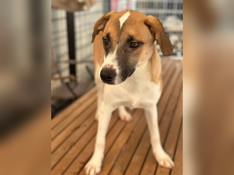 Die liebenswerte BOUNTY sucht ihr Zuhause!