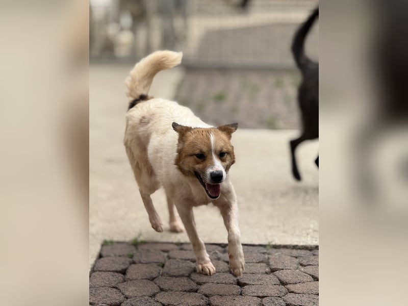 Adel – für Menschen, die lieber einen Hund richtig lieben als zwei halb“