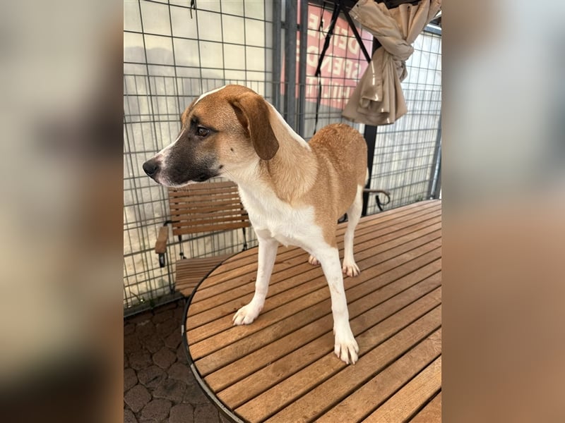 Die liebenswerte BOUNTY sucht ihr Zuhause!