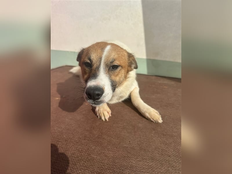 Adel – für Menschen, die lieber einen Hund richtig lieben als zwei halb“