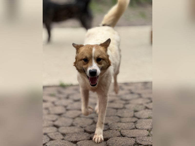 Adel – für Menschen, die lieber einen Hund richtig lieben als zwei halb“