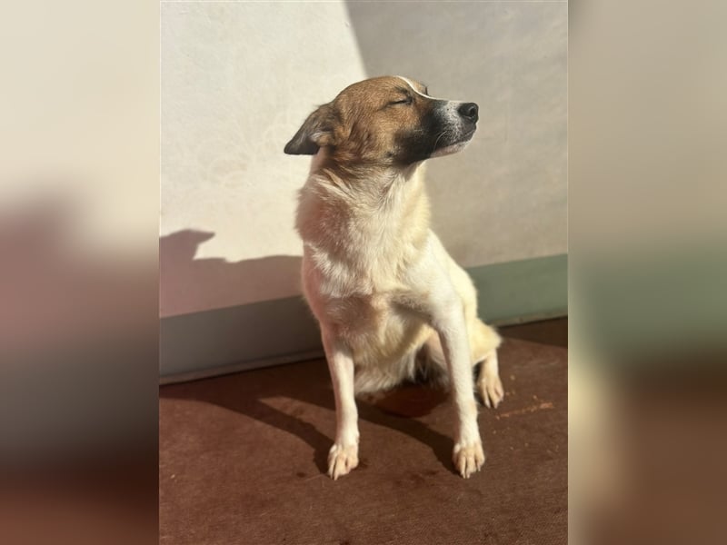 Adel – für Menschen, die lieber einen Hund richtig lieben als zwei halb“