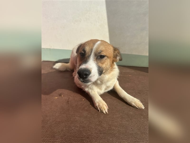 Adel – für Menschen, die lieber einen Hund richtig lieben als zwei halb“