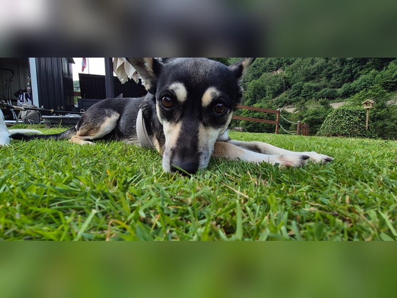 Leyla