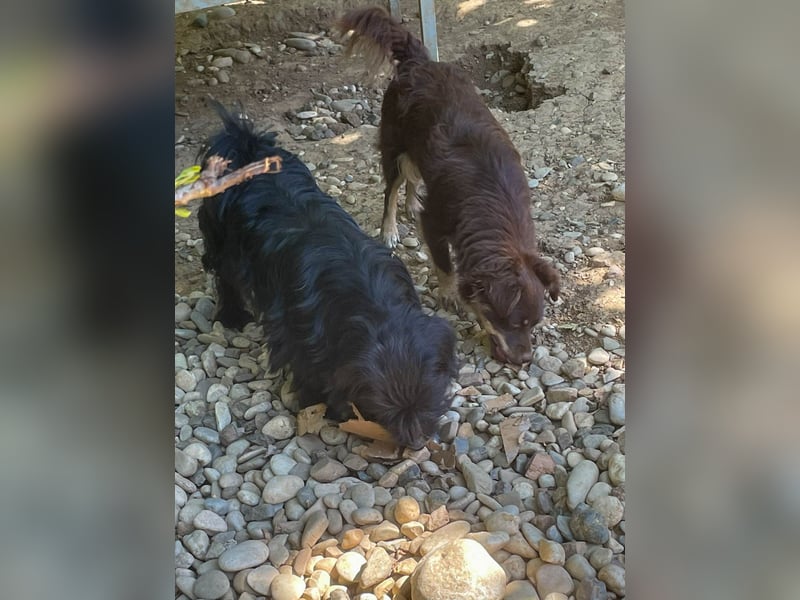 Kuckuck, zauberhafte SUNSET sucht liebevolle Familie