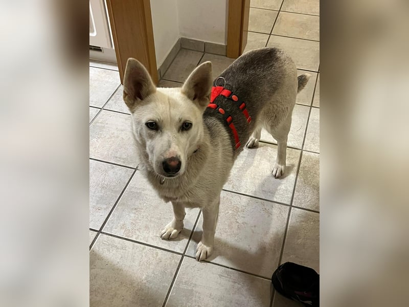 Zuhause für Karla gesucht