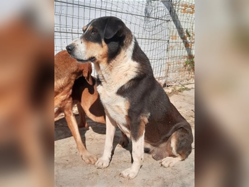 Sanfte, liebe Alexa sucht ruhiges Zuhause