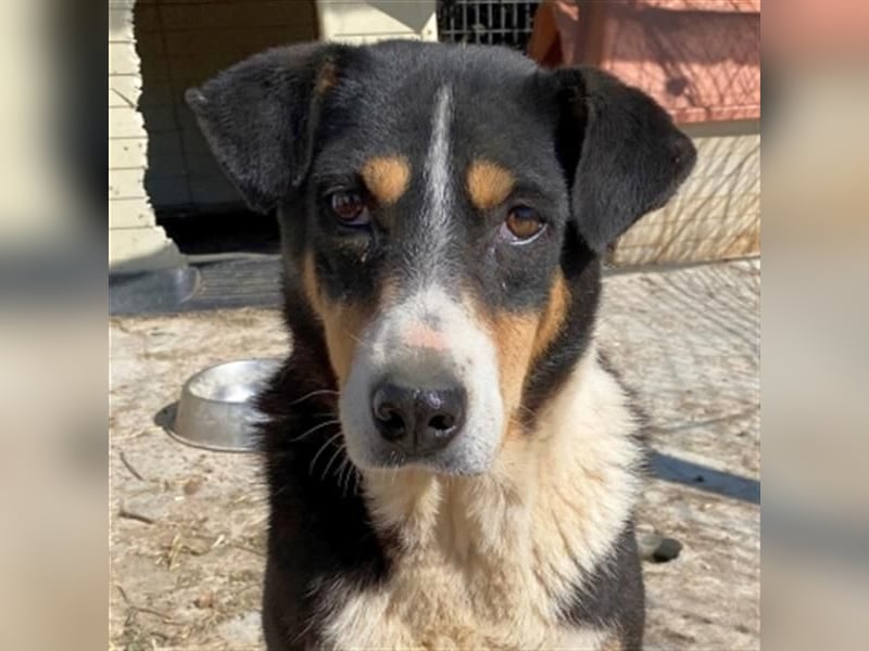 Sanfte, liebe Alexa sucht ruhiges Zuhause