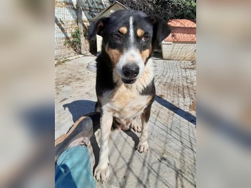 Sanfte, liebe Alexa sucht ruhiges Zuhause
