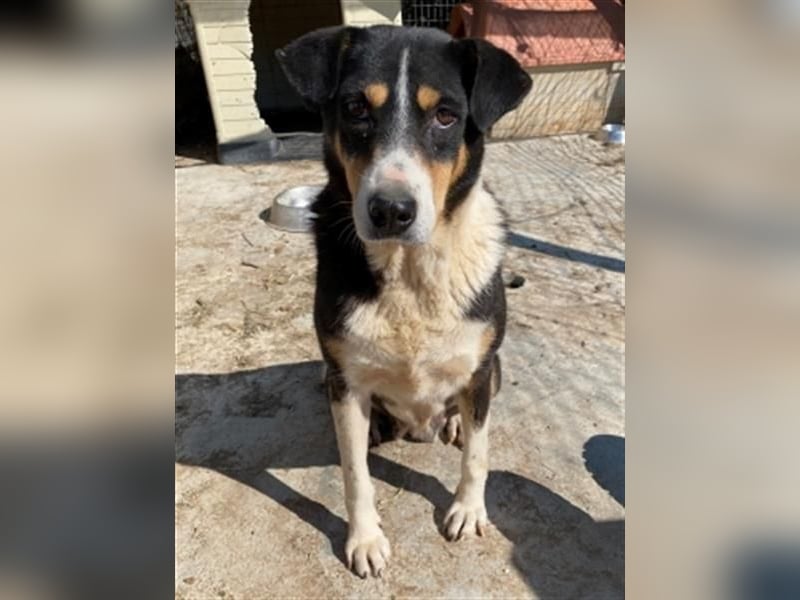 Sanfte, liebe Alexa sucht ruhiges Zuhause