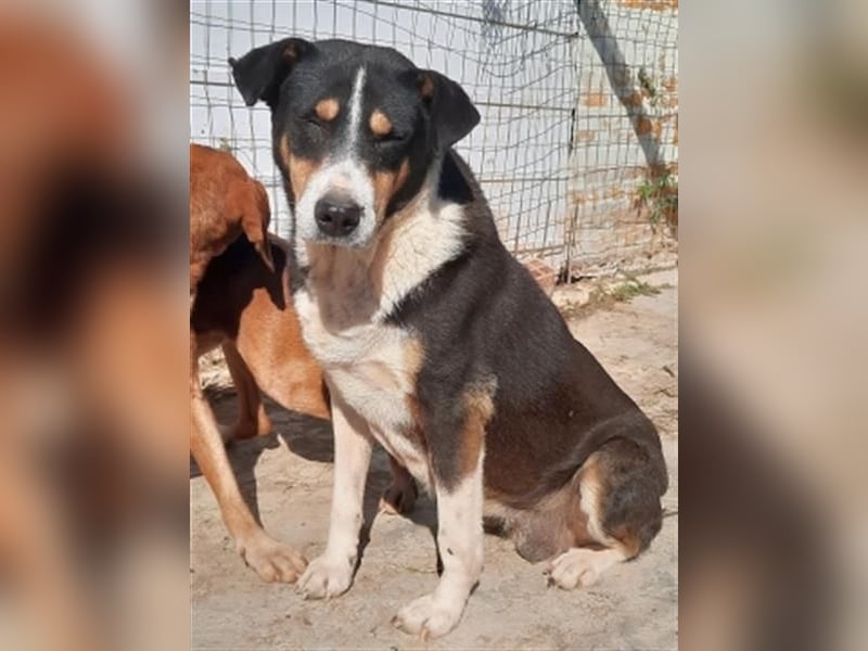 Sanfte, liebe Alexa sucht ruhiges Zuhause