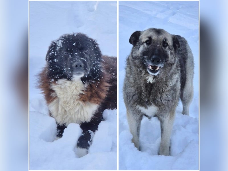 Romeo und Cindy - Rüde und Hündin - nur als Paar / Dringend Pflegestelle oder Zuhause gesucht