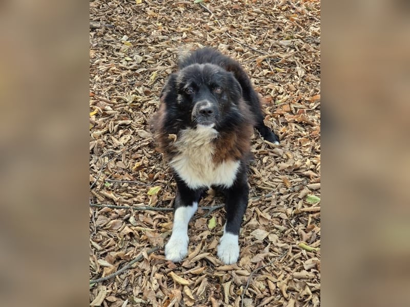 Romeo und Cindy - Rüde und Hündin - nur als Paar / Dringend Pflegestelle oder Zuhause gesucht