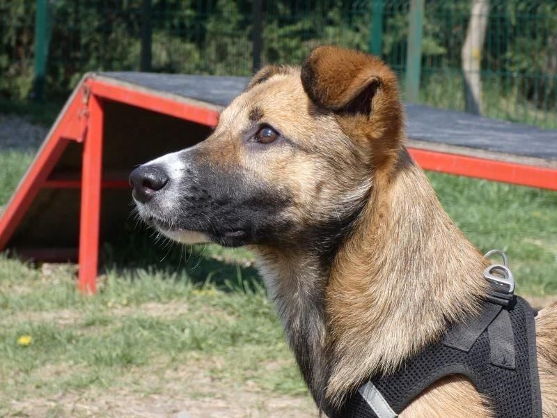 Callia - verschmuste, freundliche Hündin, die Katzen kennt / z.Zt. noch in Rumänien
