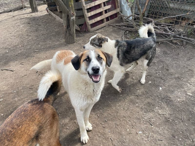 Amanda - anfangs schüchterne, verspielte freundliche Herdenschutzhund-Mix / z.Zt. noch in Rumänien