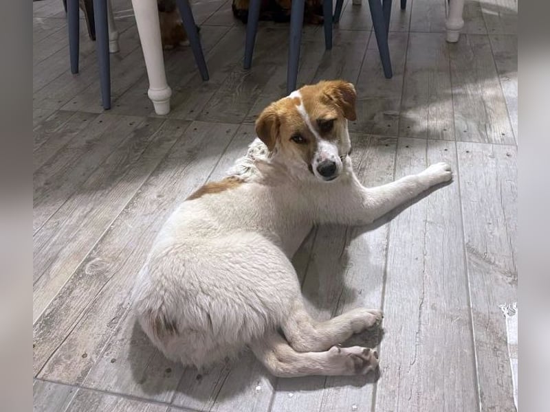 Gaia - lebhafte, aktive, freundliche junge Hündin - die Katzen kennt / z.Zt. noch in Rumänien