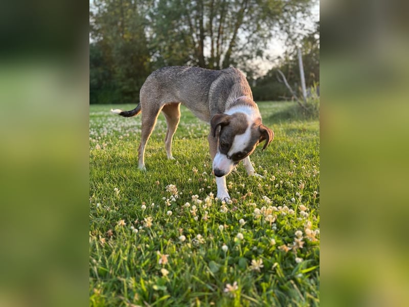 Sabina - lebhafte, menschenbezogene Hündin / Dringend neue Pflegestelle oder Zuhause gesucht