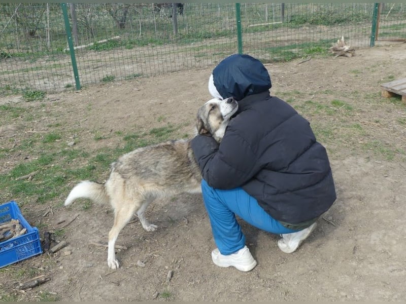 Clementina - freundliche, ausgeglichene Herdenschutzhund-Mix Hündin / z.Zt. noch in Rumänien