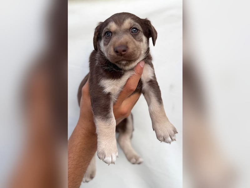 Selma - welpentypisch aktive, verspielte Siberian Husky-Mix Hündin / z.Zt. noch in Rumänien