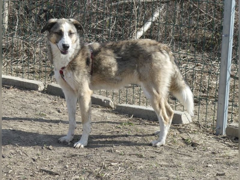 Clementina - freundliche, ausgeglichene Herdenschutzhund-Mix Hündin / z.Zt. noch in Rumänien