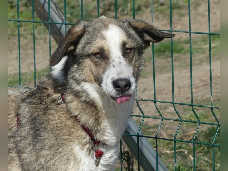 Clementina - freundliche, ausgeglichene Herdenschutzhund-Mix Hündin / z.Zt. noch in Rumänien