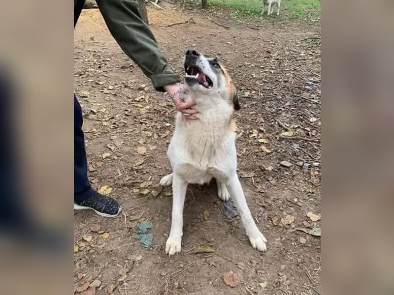 Amanda - anfangs schüchterne, verspielte freundliche Herdenschutzhund-Mix / z.Zt. noch in Rumänien