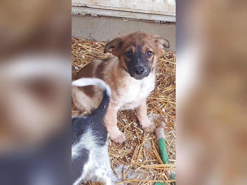 Gwen - welpentypisch verspielt, neugierig und lebhafte kleine Hündin / z.Zt. noch in Rumänien