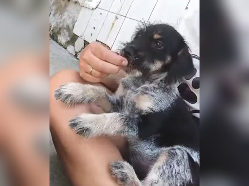 Giselle - welpentypisch verspielt, neugierig und lebhafte kleine Hündin / z.Zt. noch in Rumänien