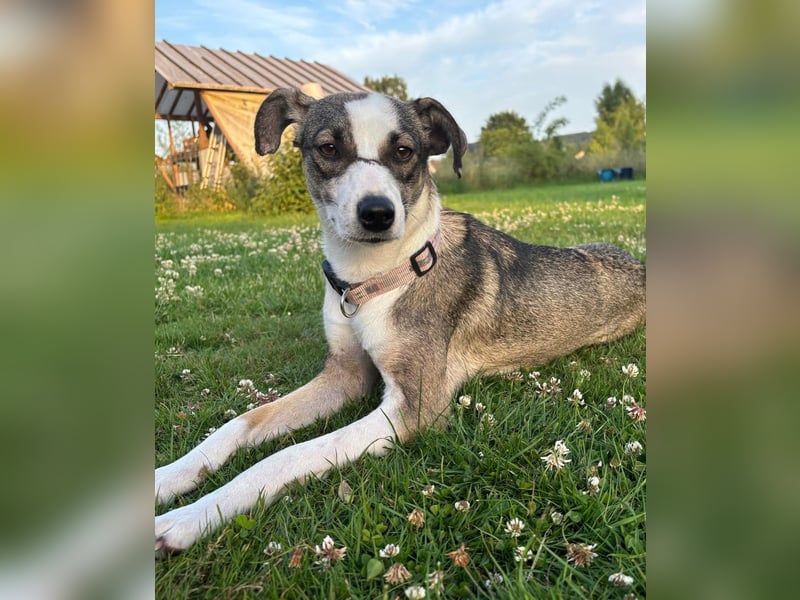 Sabina - lebhafte, menschenbezogene Hündin / Dringend neue Pflegestelle oder Zuhause gesucht