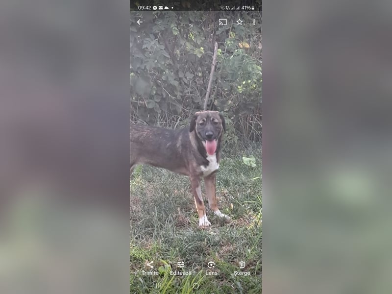 Magda - freundliche, liebe Schäferhundmix Junghündin / z.Zt. noch in Rumänien