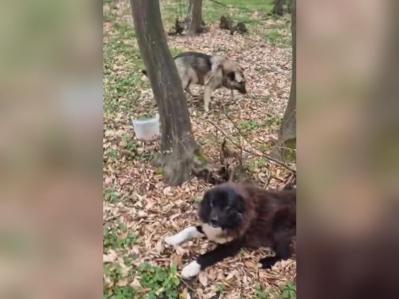 Romeo und Cindy - Rüde und Hündin - nur als Paar / Dringend Pflegestelle oder Zuhause gesucht