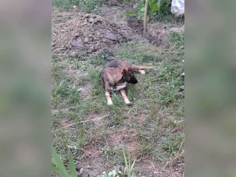 Magda - freundliche, liebe Schäferhundmix Junghündin / z.Zt. noch in Rumänien
