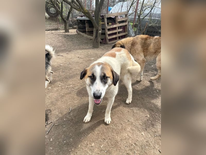 Amanda - anfangs schüchterne, verspielte freundliche Herdenschutzhund-Mix / z.Zt. noch in Rumänien