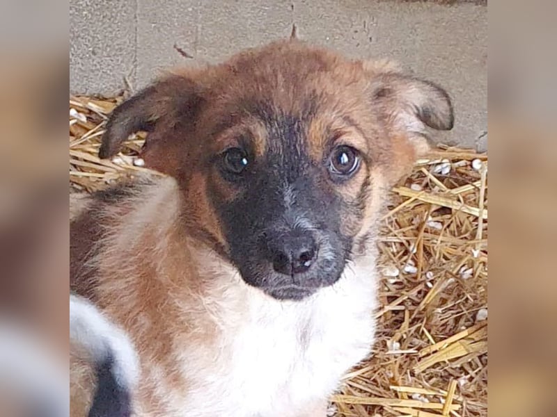 Gwen - welpentypisch verspielt, neugierig und lebhafte kleine Hündin / z.Zt. noch in Rumänien