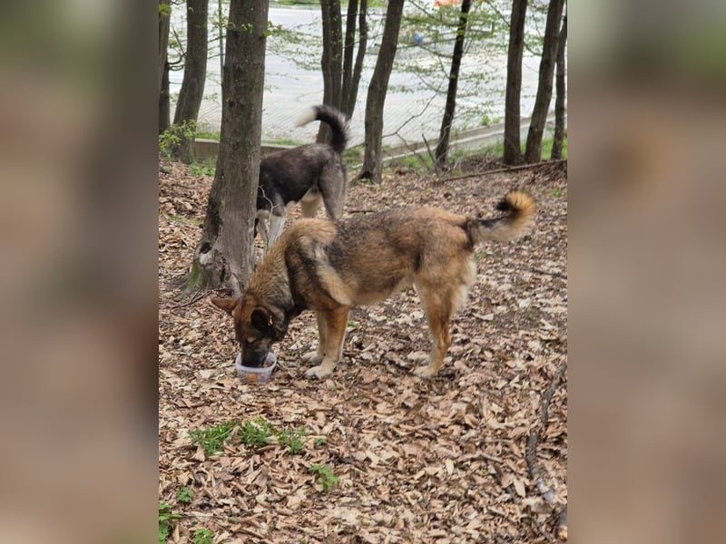 Alma(2) - freundliche, soziale, ruhige Hündin / Dringend Pflegestelle oder Zuhause gesucht