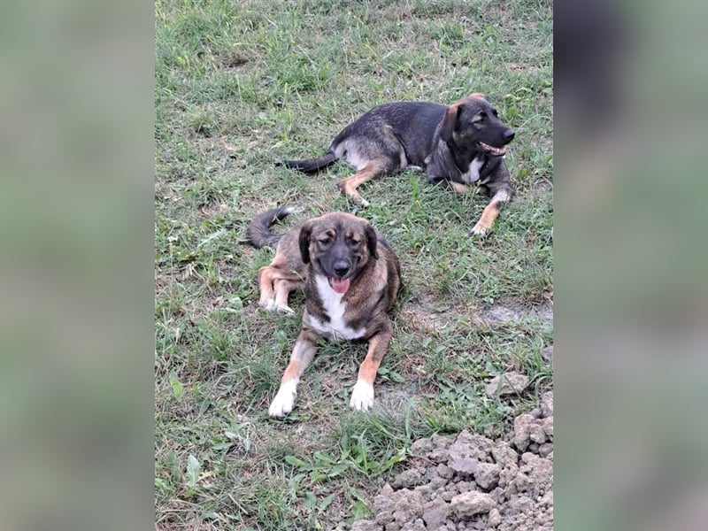 Magda - freundliche, liebe Schäferhundmix Junghündin / z.Zt. noch in Rumänien