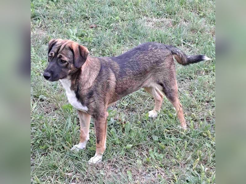 Magda - freundliche, liebe Schäferhundmix Junghündin / z.Zt. noch in Rumänien