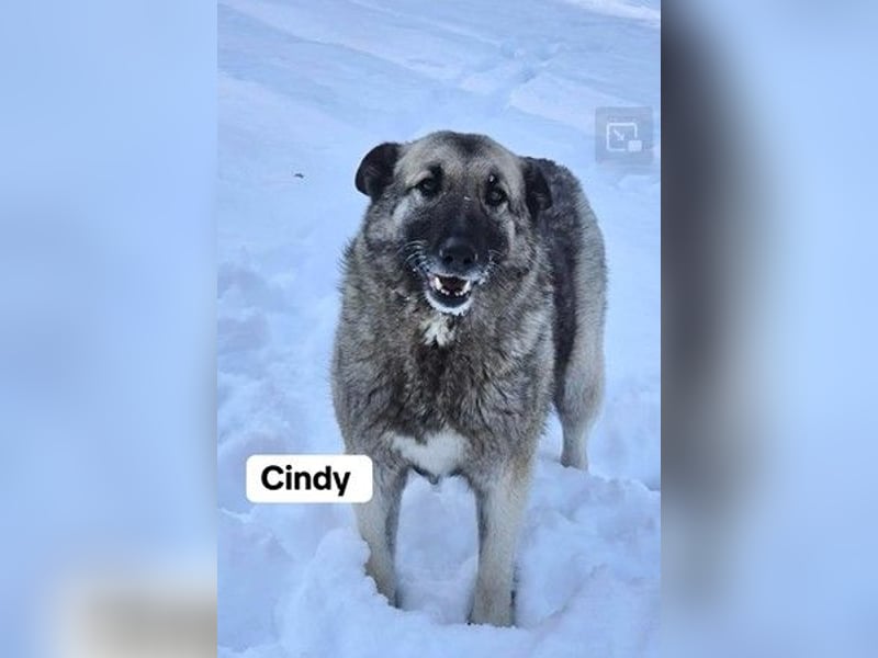 Romeo und Cindy - Rüde und Hündin - nur als Paar / Dringend Pflegestelle oder Zuhause gesucht