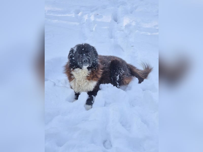 Romeo und Cindy - Rüde und Hündin - nur als Paar / Dringend Pflegestelle oder Zuhause gesucht