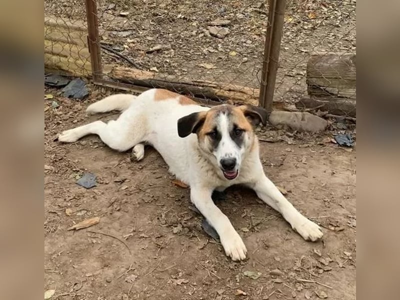 Amanda - anfangs schüchterne, verspielte freundliche Herdenschutzhund-Mix / z.Zt. noch in Rumänien
