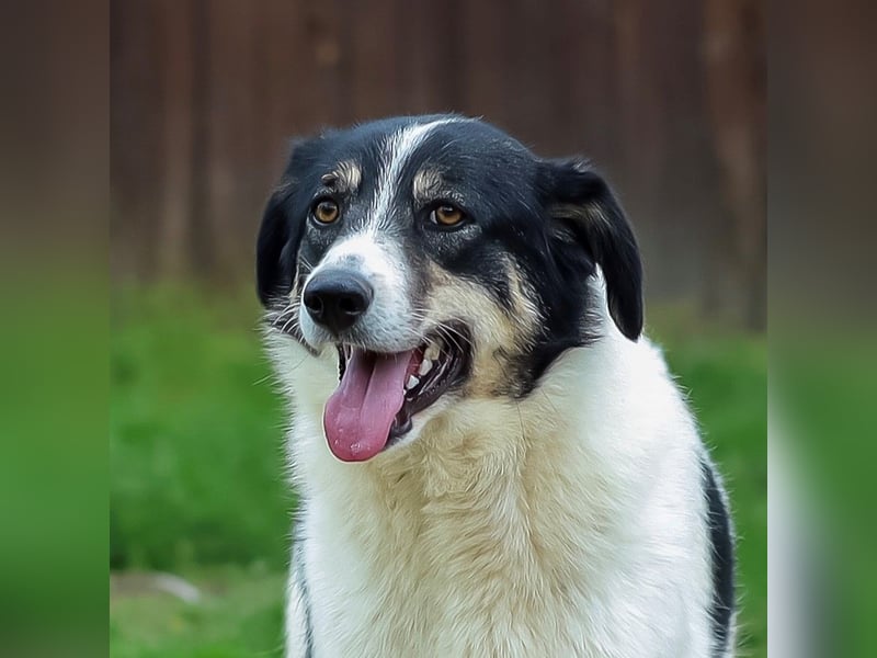 Juna - zurückhaltende,unsichere Herdenschutzhund-Mix Junghündin / z.Zt. noch in Rumänien