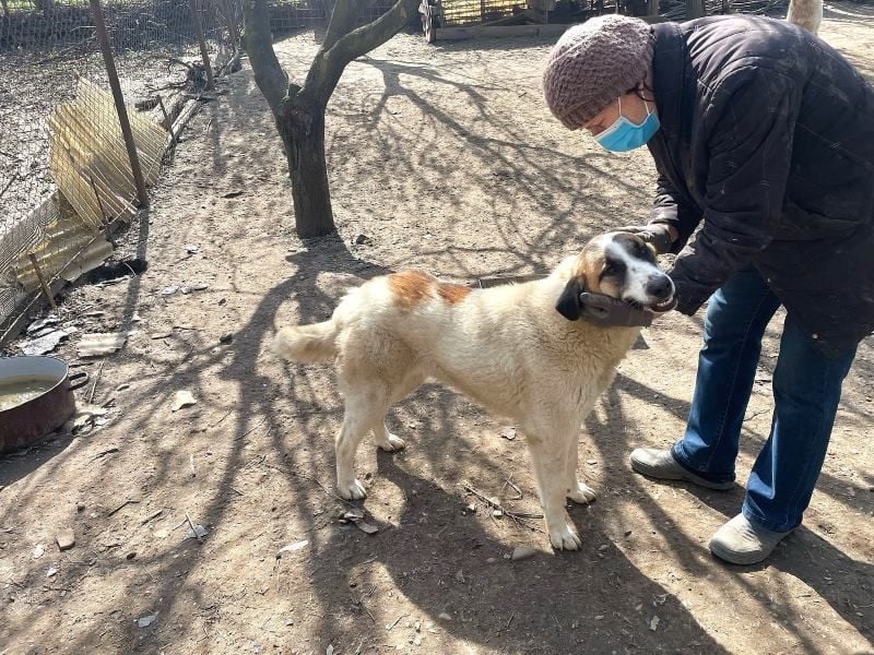 Amanda - anfangs schüchterne, verspielte freundliche Herdenschutzhund-Mix / z.Zt. noch in Rumänien