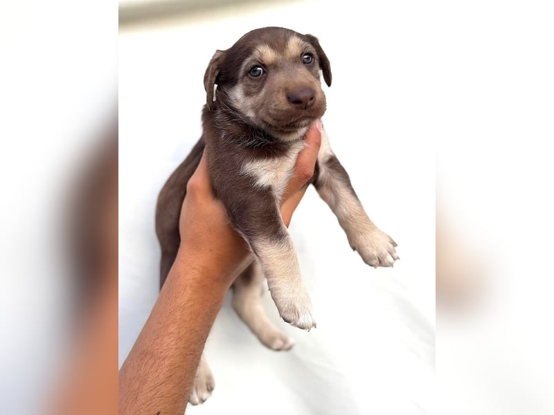 Selma - welpentypisch aktive, verspielte Siberian Husky-Mix Hündin / z.Zt. noch in Rumänien