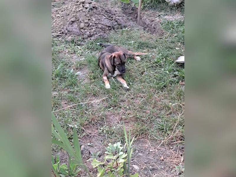 Magda - freundliche, liebe Schäferhundmix Junghündin / z.Zt. noch in Rumänien